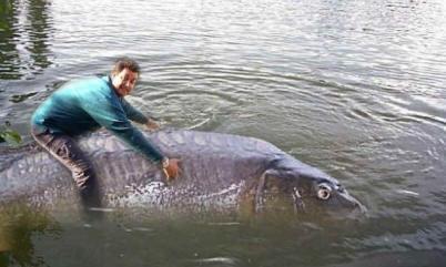 Diverse - very-big-carp.jpg